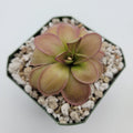 Pinguicula hemiepiphytica live plant product image 1