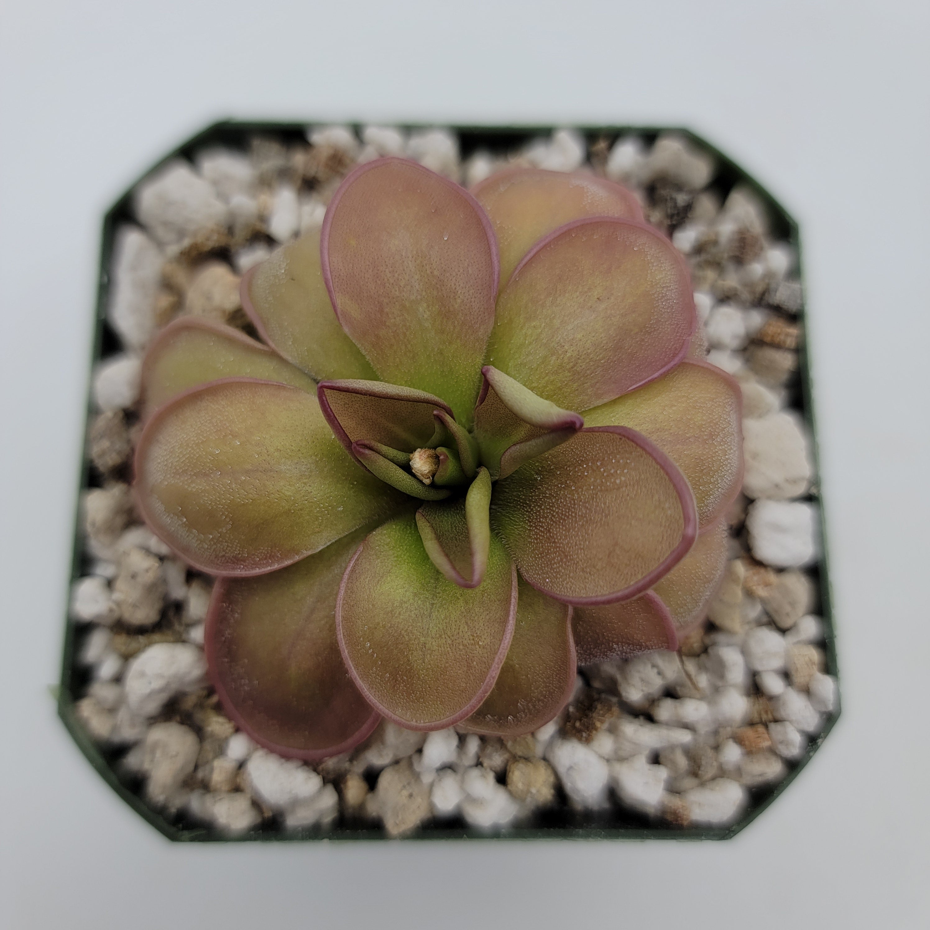 Pinguicula hemiepiphytica live plant product image 3