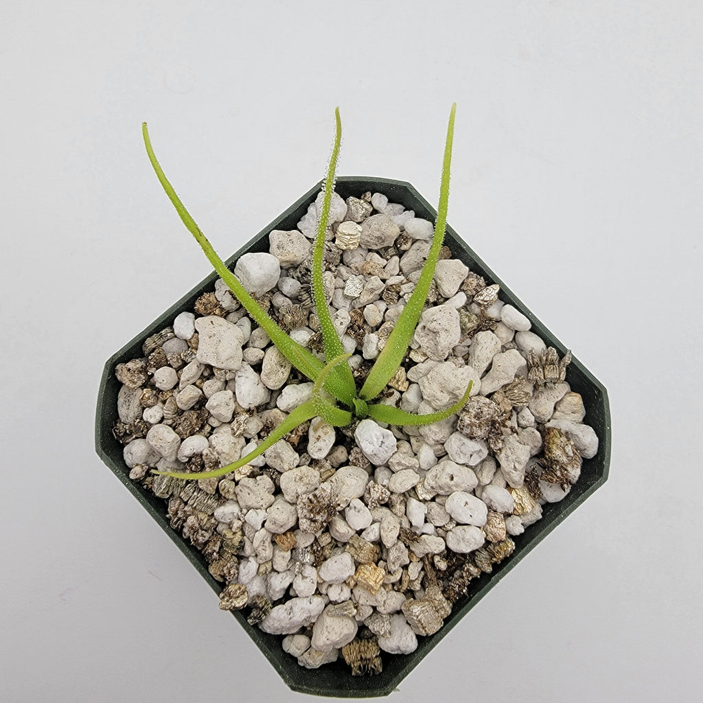 Pinguicula heterophylla product image 2