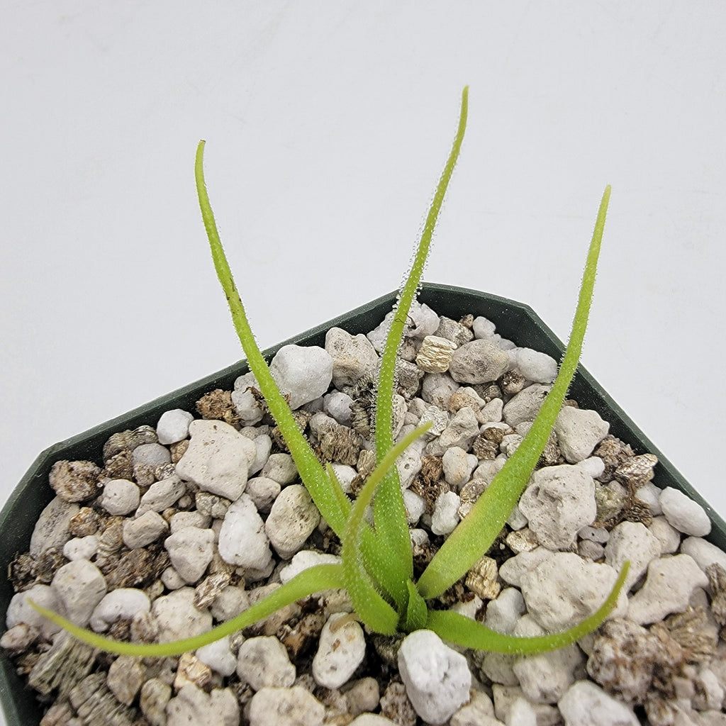 Pinguicula heterophylla product image 1