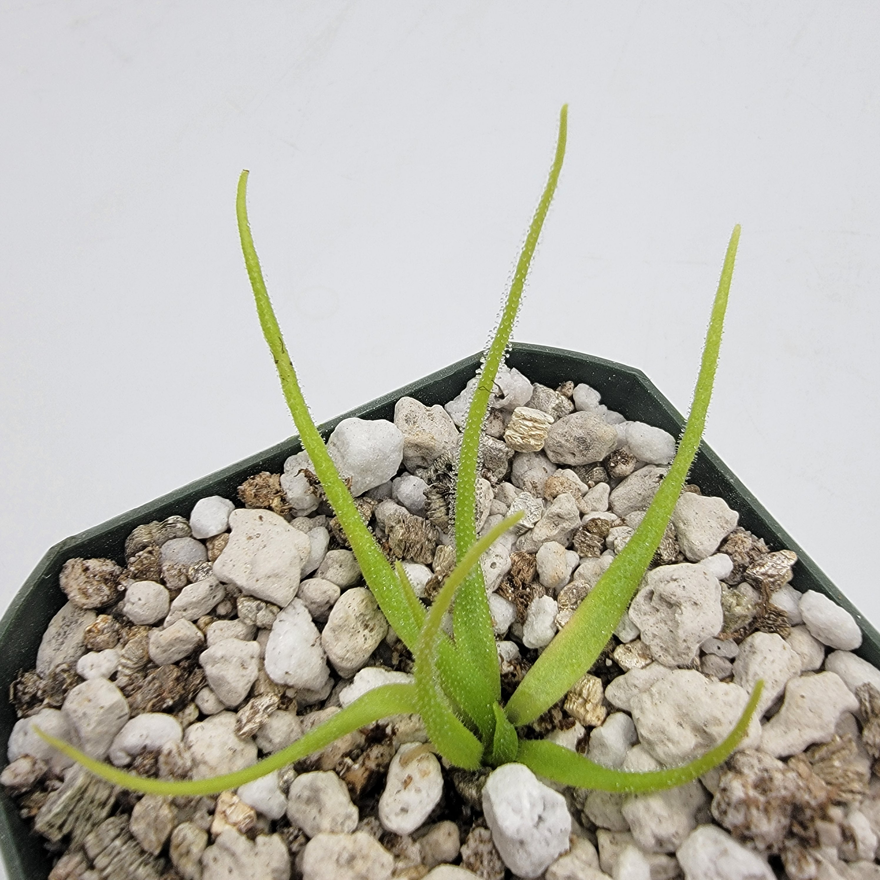 Pinguicula heterophylla product image 1