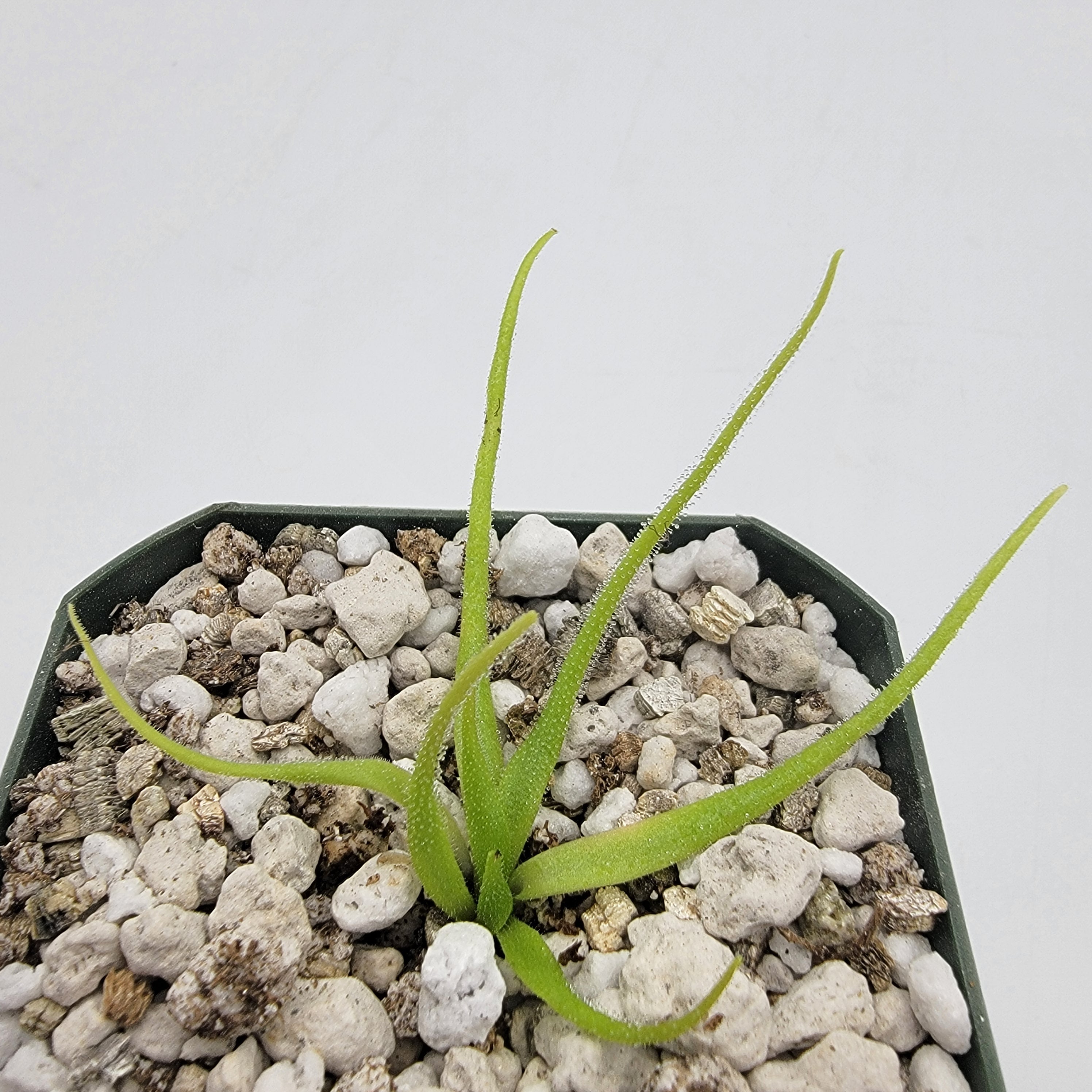 Pinguicula heterophylla product image 3