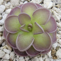 Pinguicula jaumavensis x cyclosecta product image 1