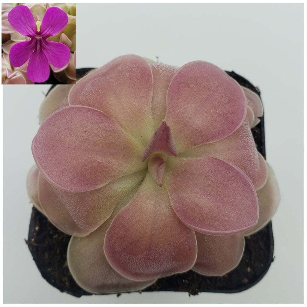 Pinguicula 'Kewensis' live plant product image 1