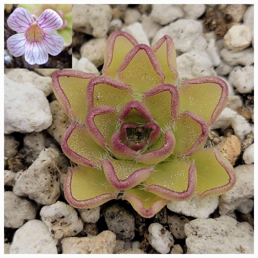 Pinguicula kondoi product image 1