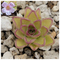 Pinguicula kondoi product image 1
