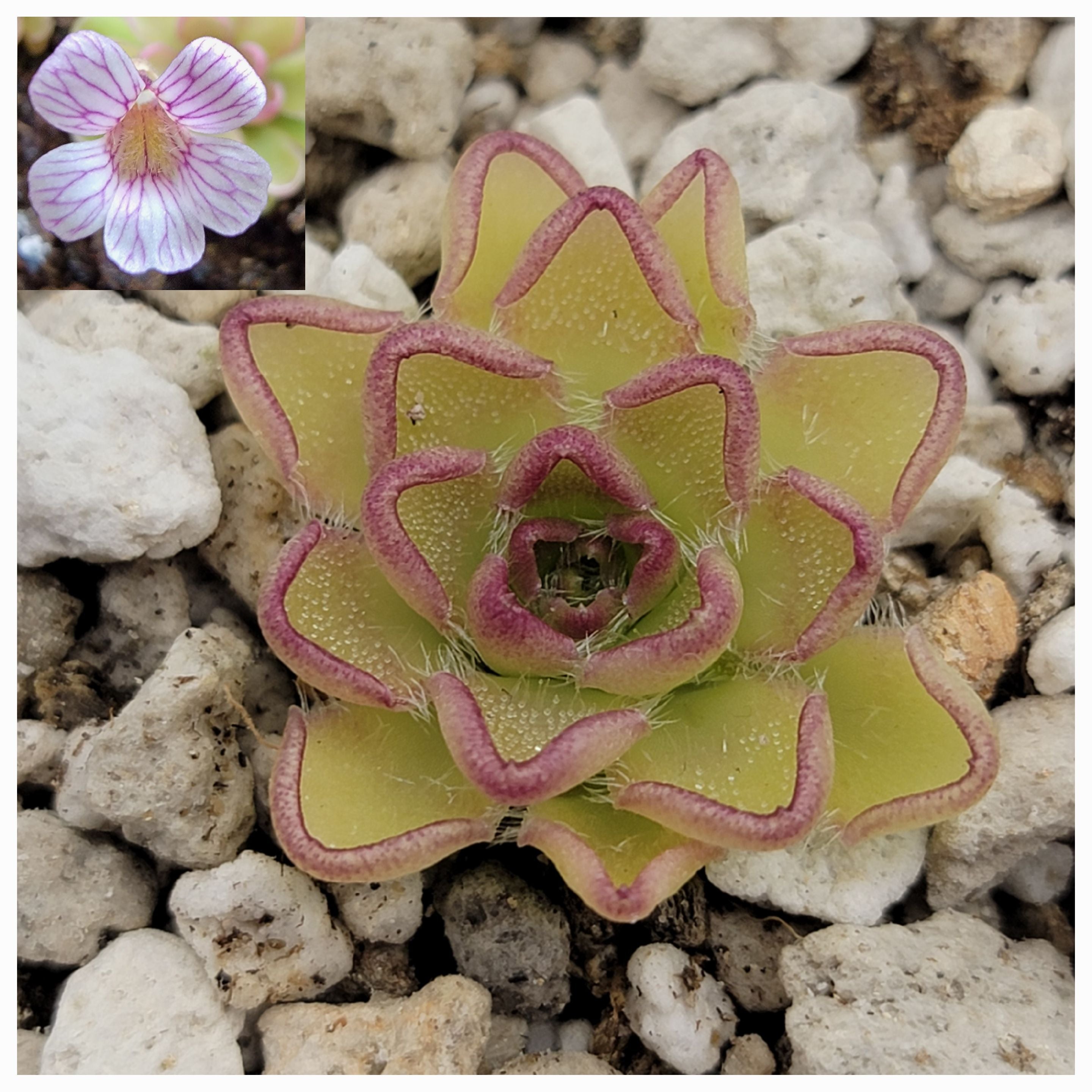 Pinguicula kondoi product image 1
