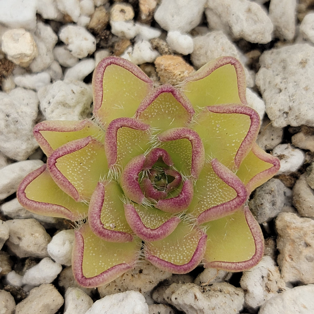 Pinguicula kondoi product image 3