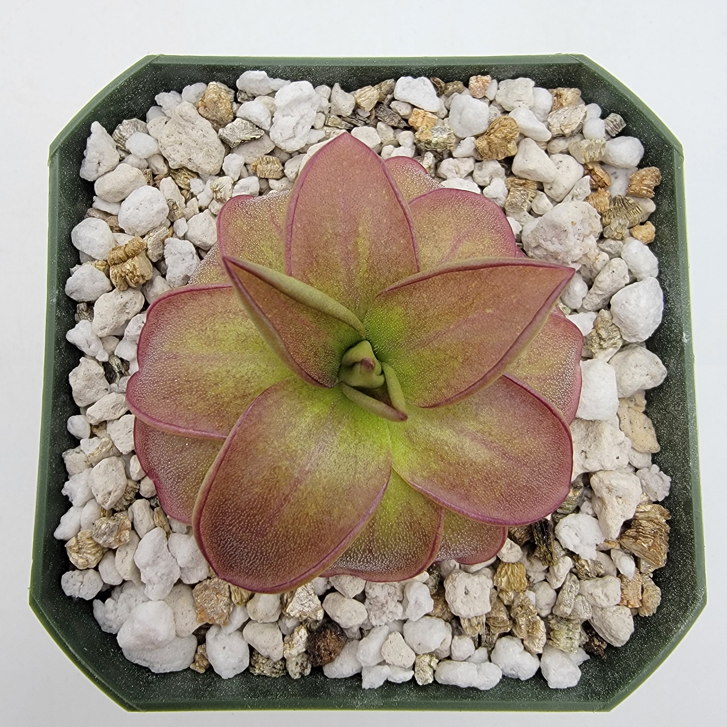 Pinguicula laueana 'CP2' {Oaxaca, Mex} product image 2