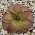 Pinguicula laueana 'CP2' {Oaxaca, Mex} product image 1