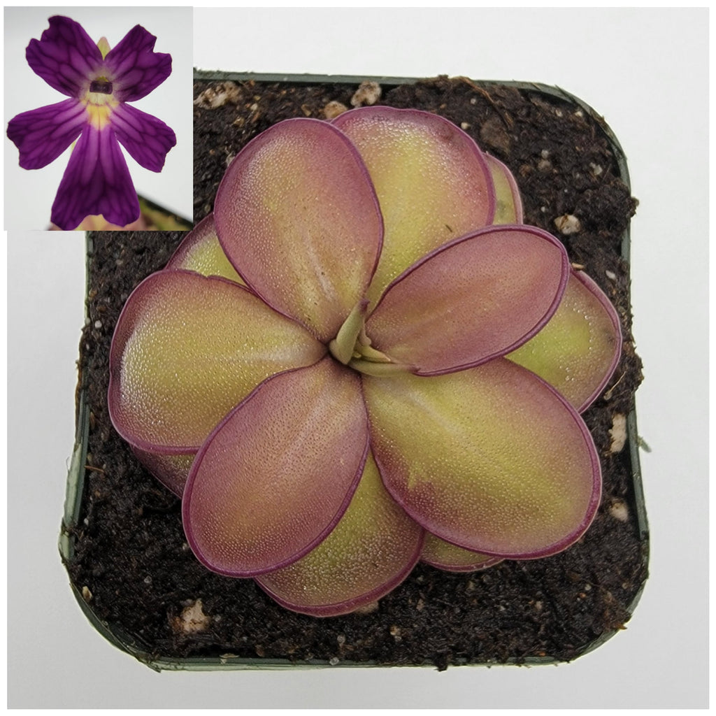 Pinguicula laueana CP2 x emarginata live plant product image 2