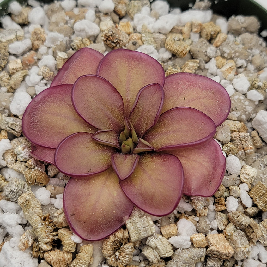 Pinguicula laueana CP2 x emarginata live plant product image 3