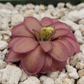 Pinguicula laueana CP2 x emarginata live plant product image 1