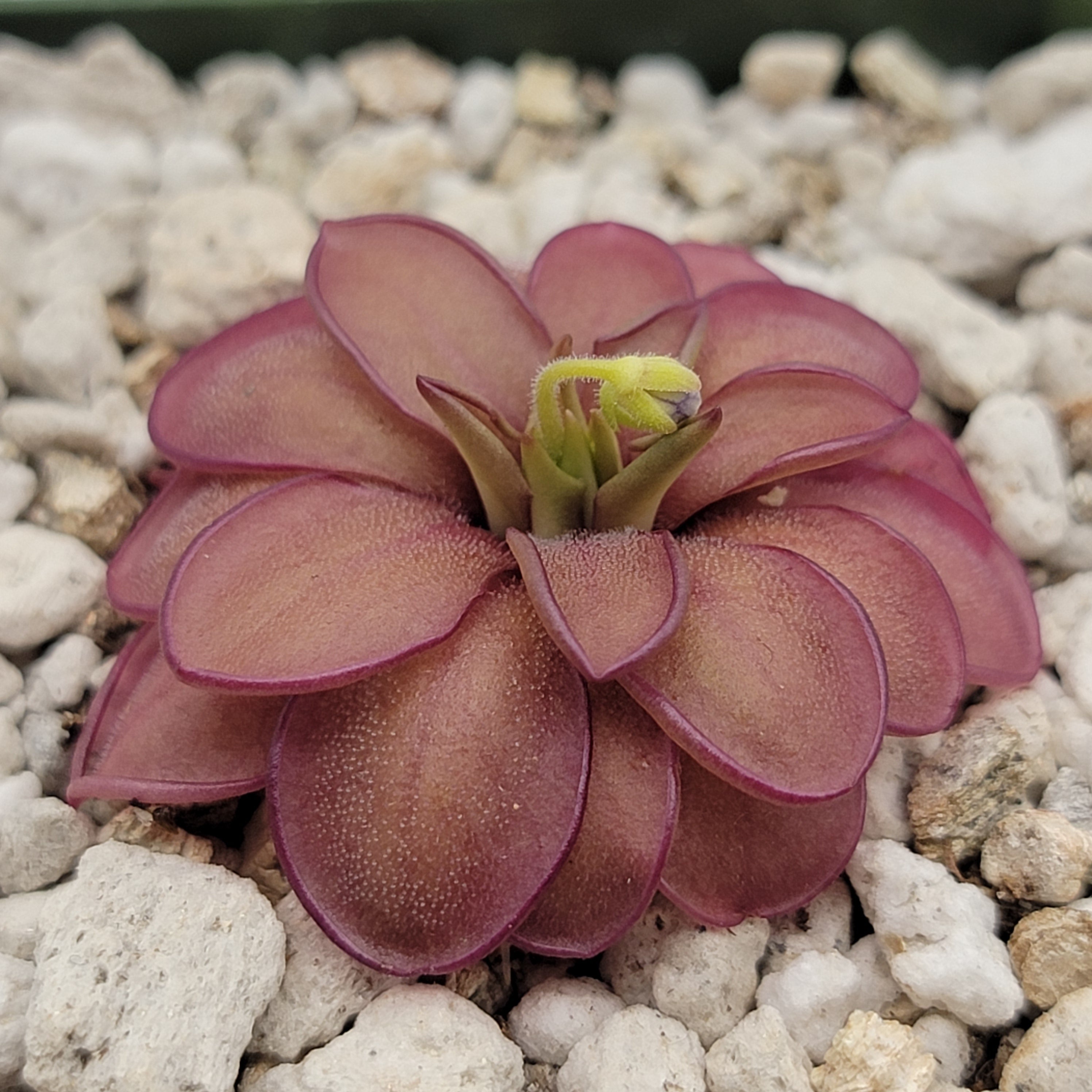 Pinguicula laueana CP2 x emarginata live plant product image 1