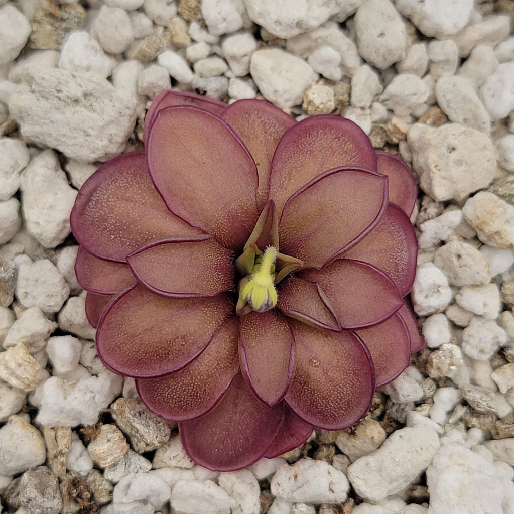 Pinguicula laueana CP2 x emarginata live plant product image 4