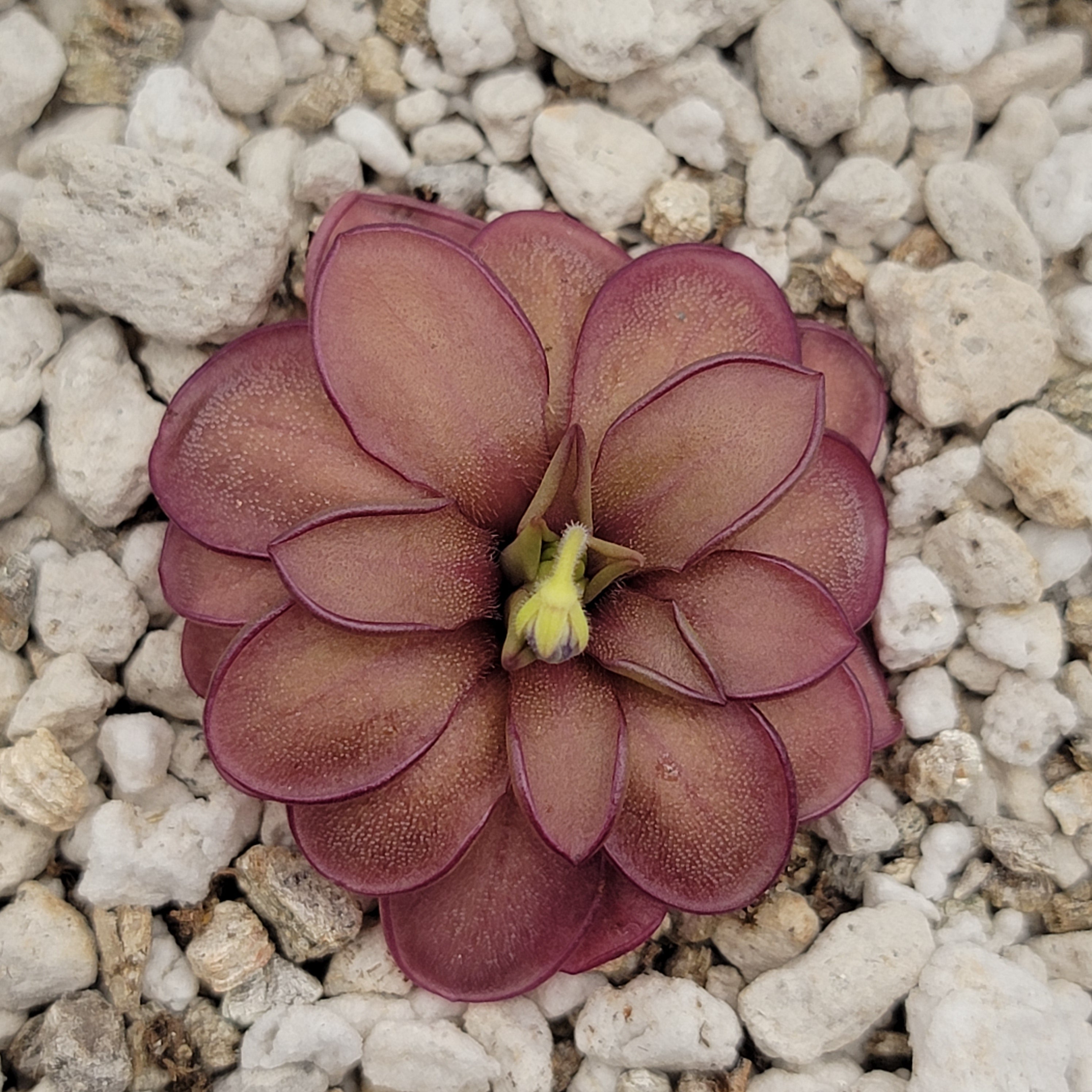 Pinguicula laueana CP2 x emarginata live plant product image 4