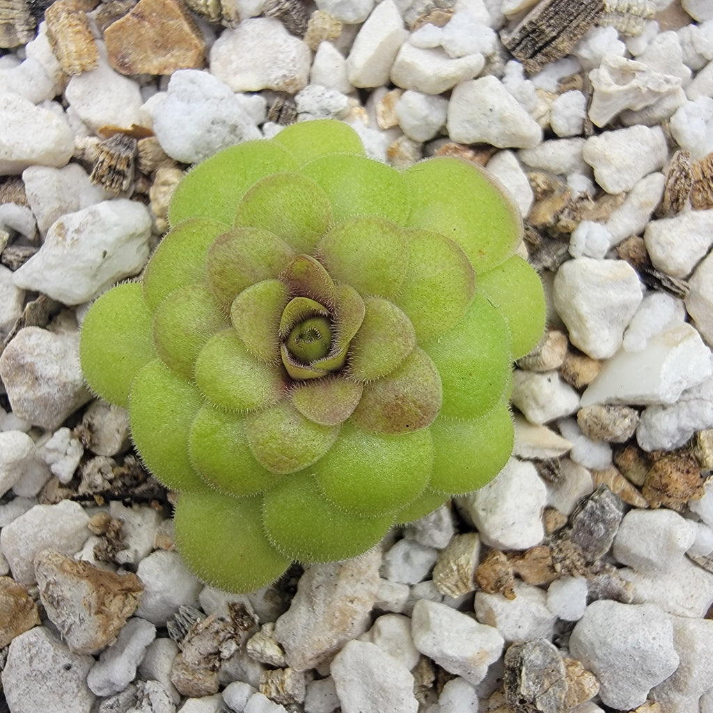 Pinguicula laueana -inchCrimson Flower-inch product image 2