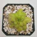 Pinguicula laueana -inchCrimson Flower-inch product image 1