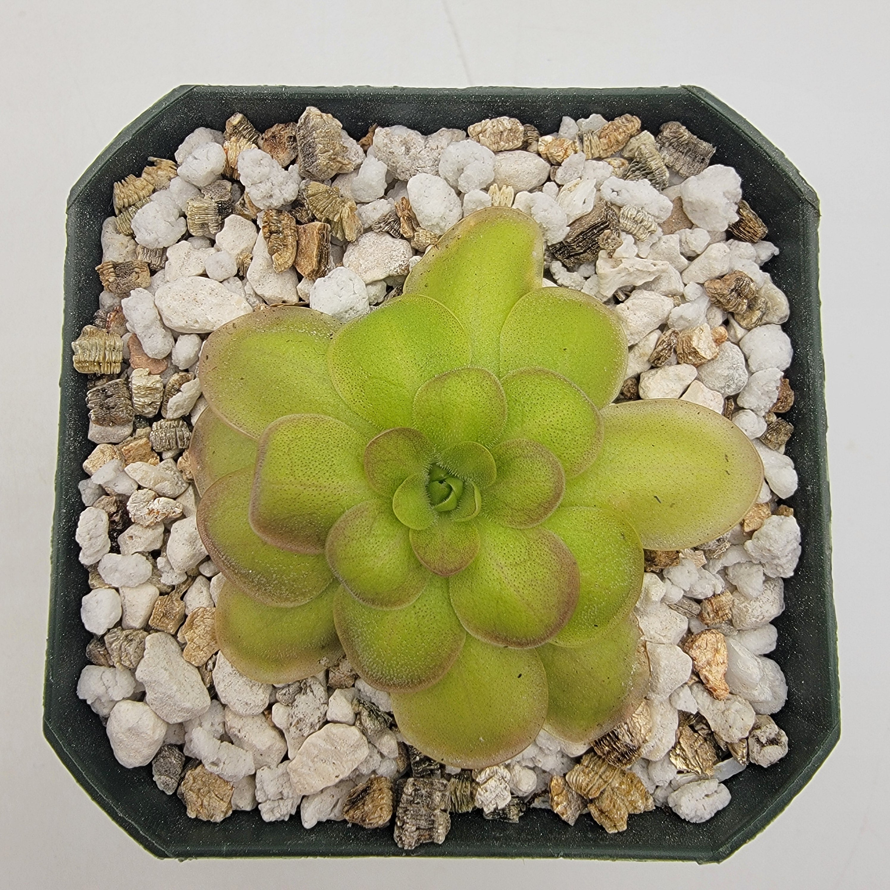 Pinguicula laueana -inchCrimson Flower-inch product image 1
