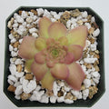 Pinguicula laueana {Sierra Mixe, Oaxaca} product image 1