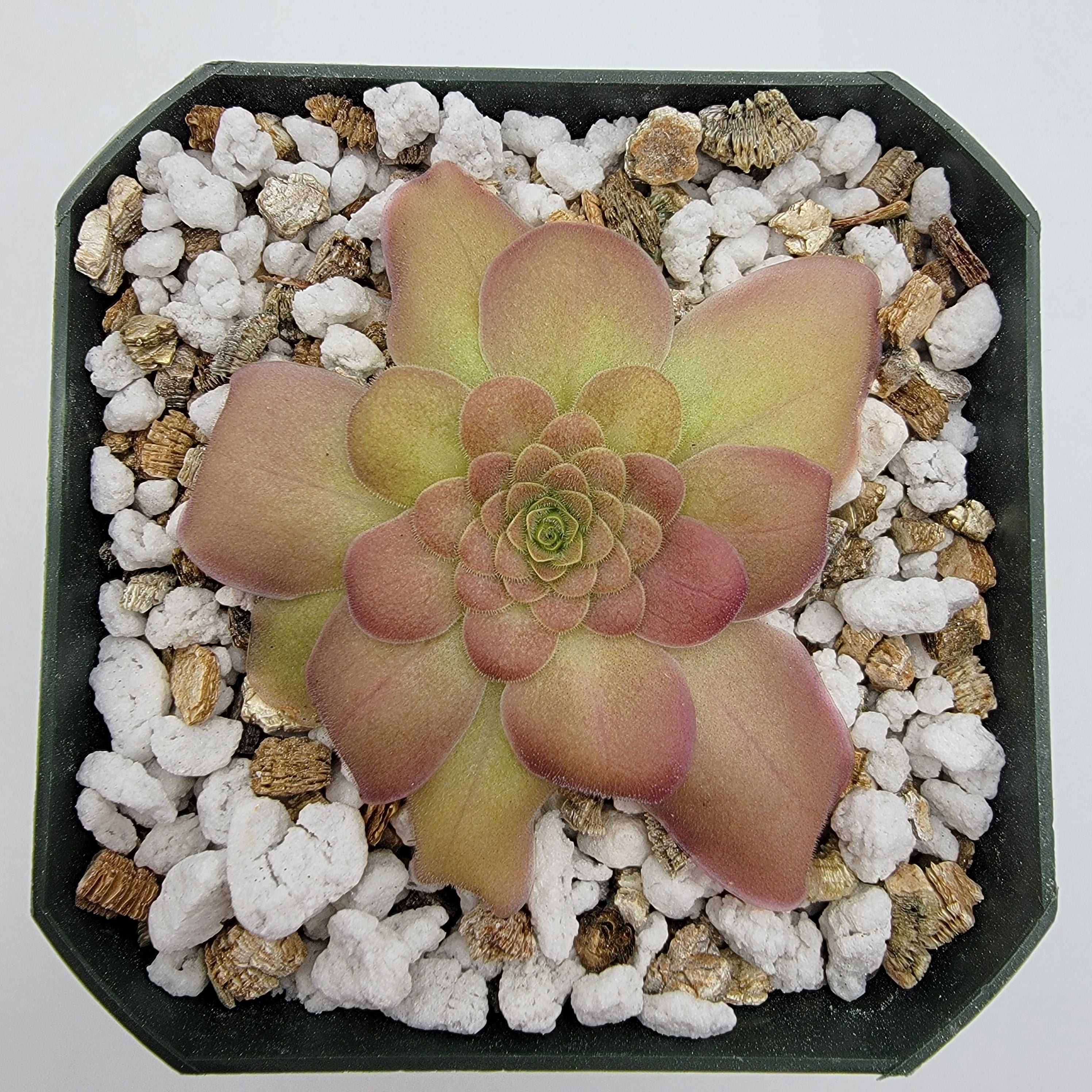Pinguicula laueana {Sierra Mixe, Oaxaca} product image 1