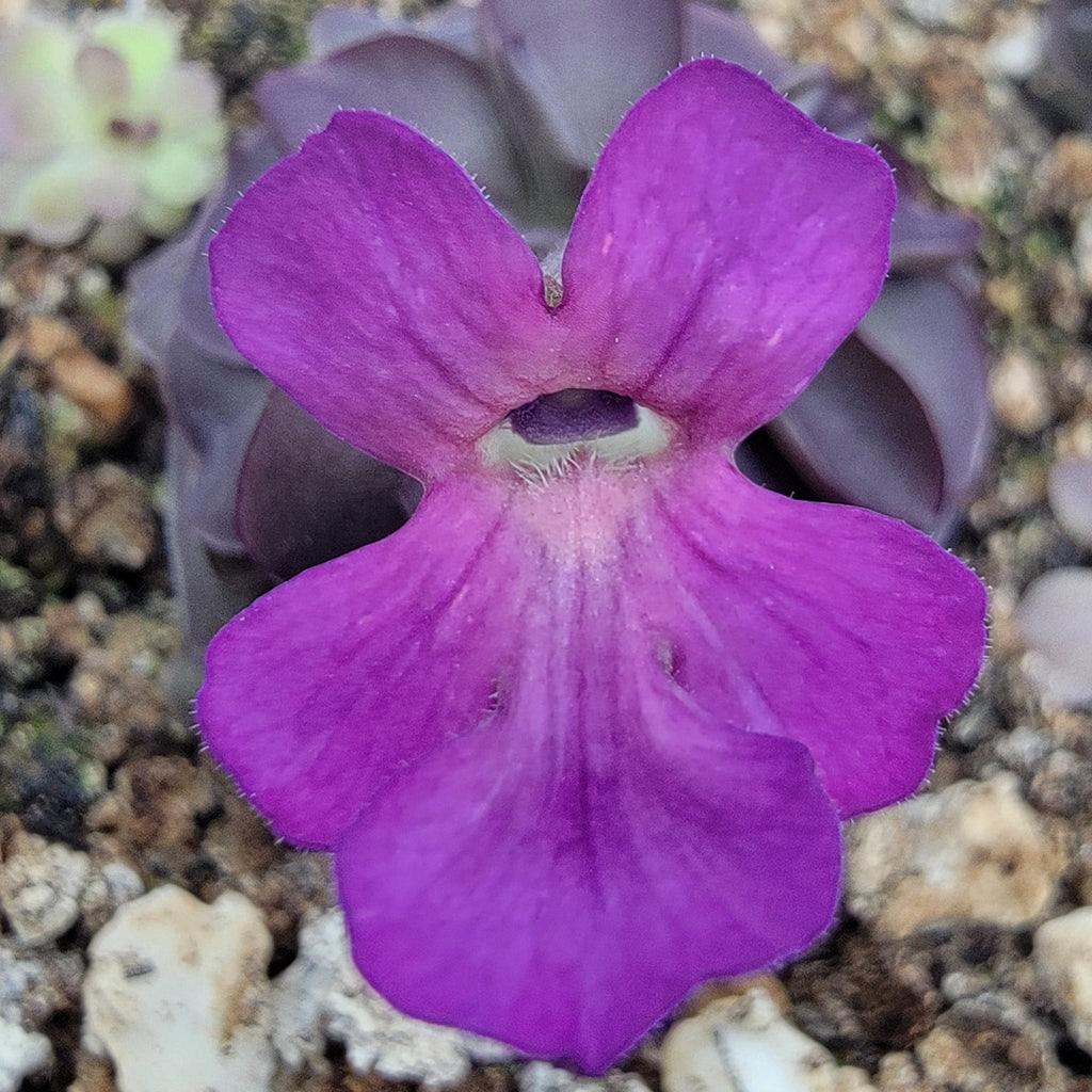 Pinguicula laueana -inchTangerine-inch x cyclosecta product image 3