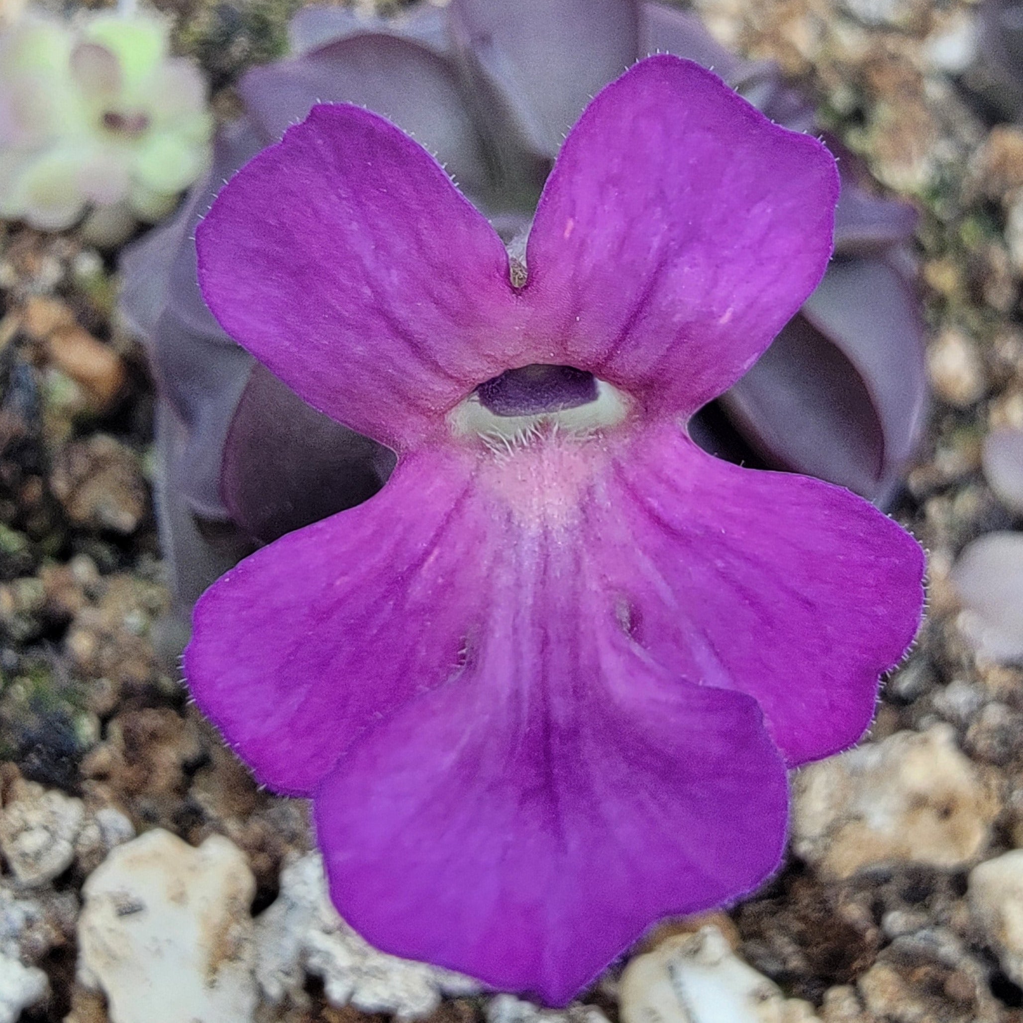 Pinguicula laueana -inchTangerine-inch x cyclosecta product image 3