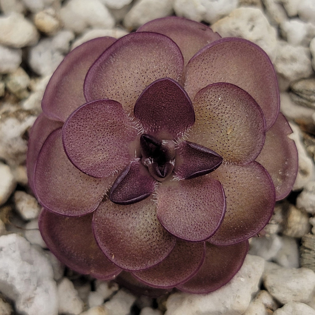 Pinguicula laueana -inchTangerine-inch x cyclosecta product image 2