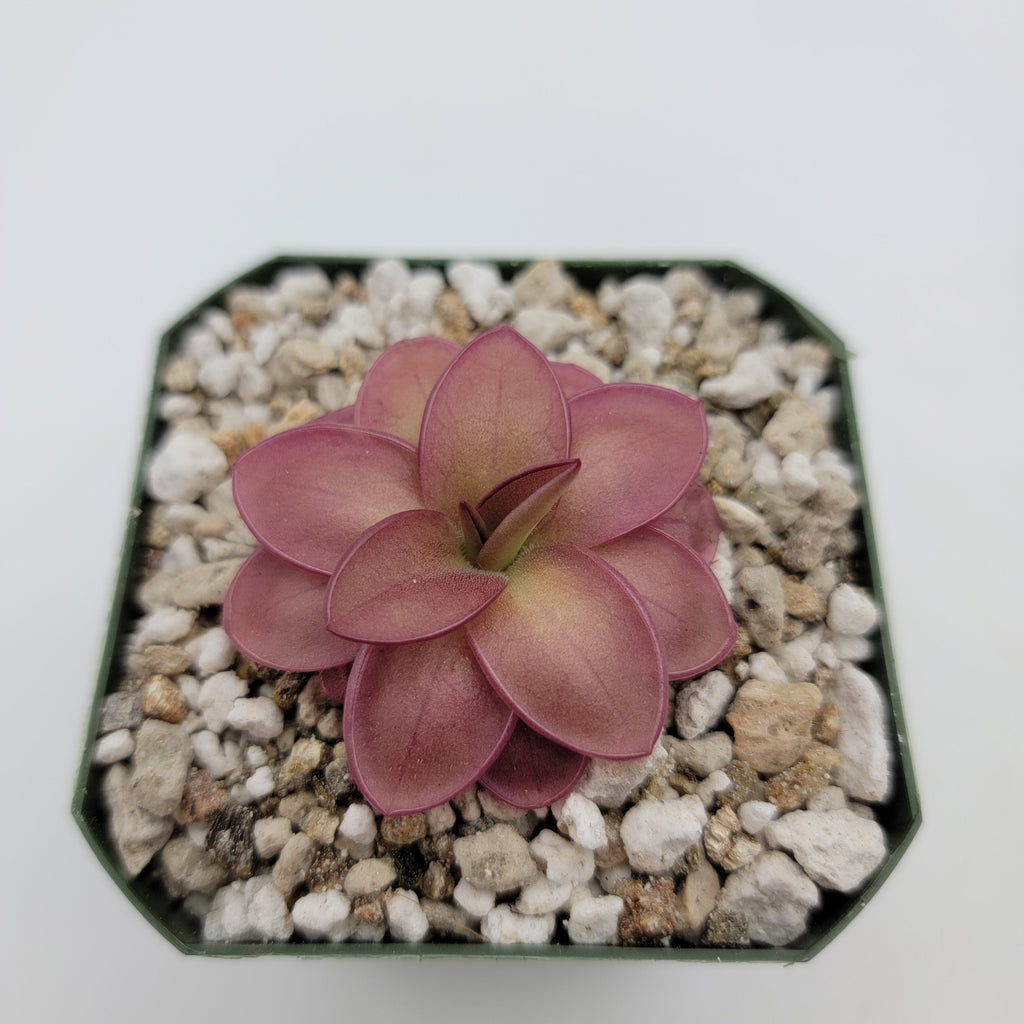 Pinguicula laueana live plant product image 4