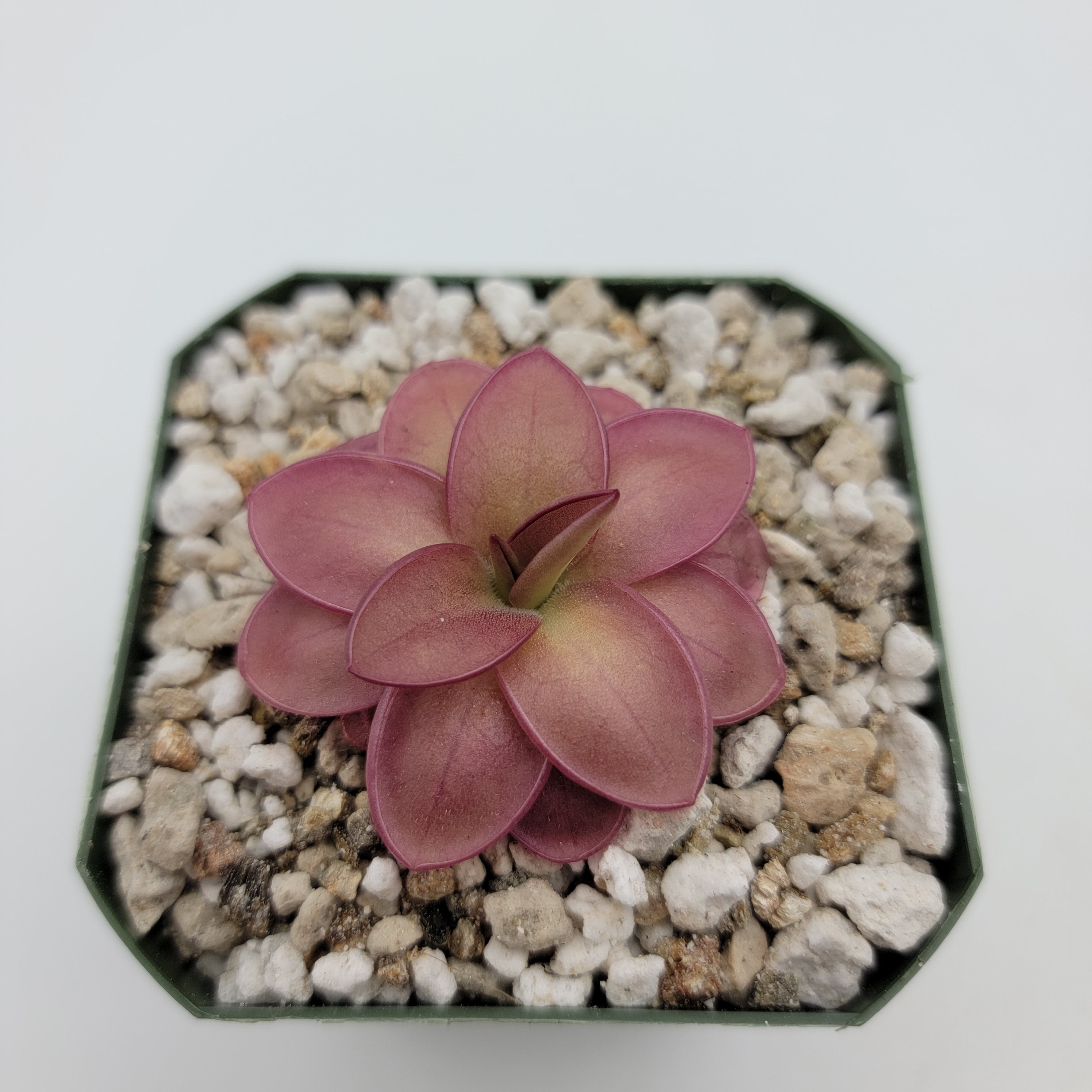 Pinguicula laueana live plant product image 4