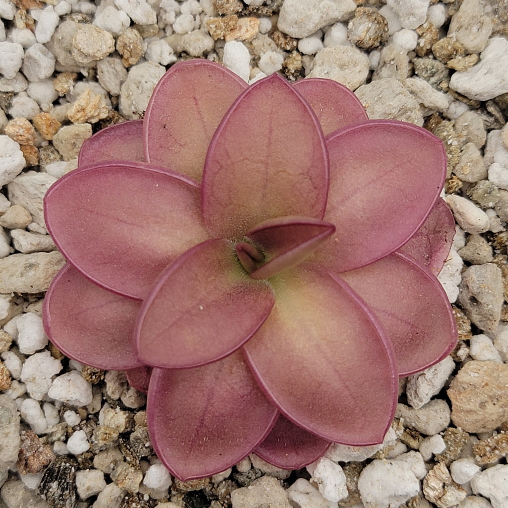 Pinguicula laueana live plant product image 2