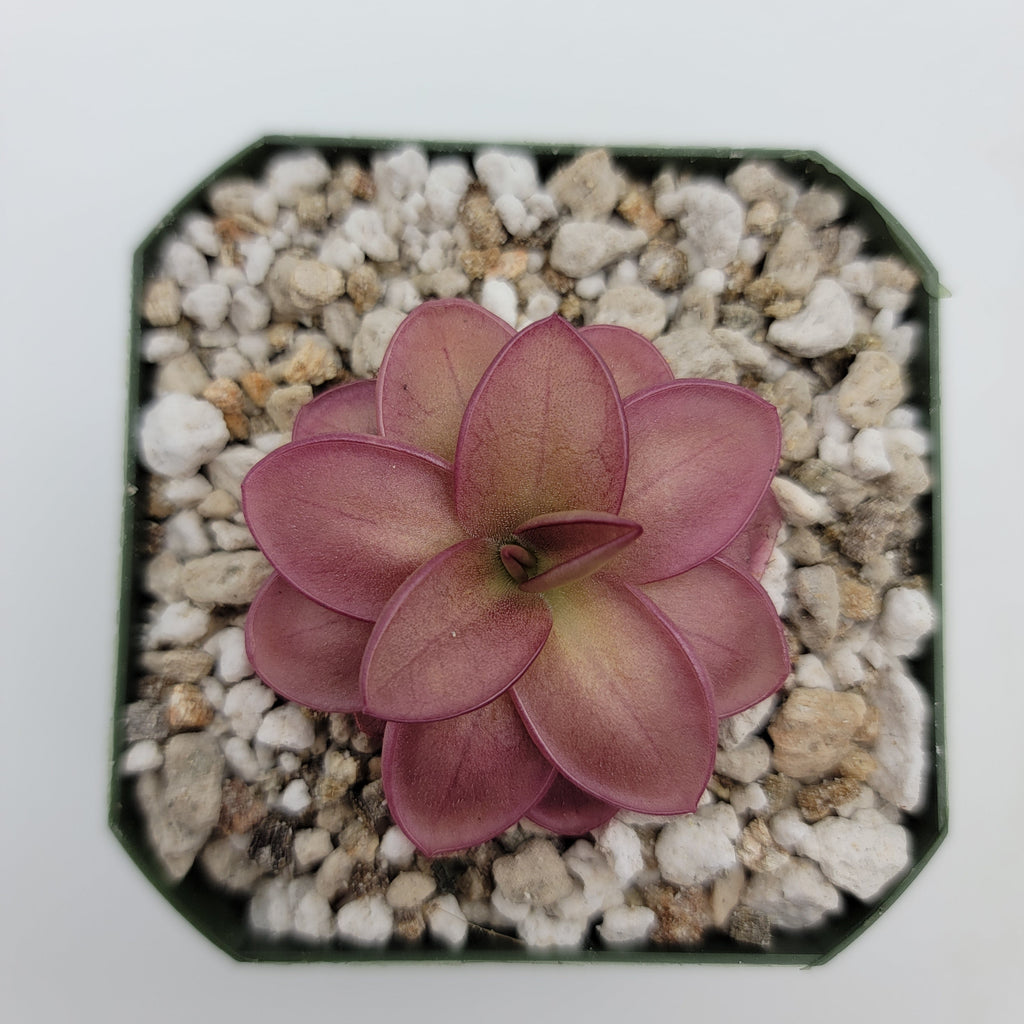 Pinguicula laueana live plant product image 3