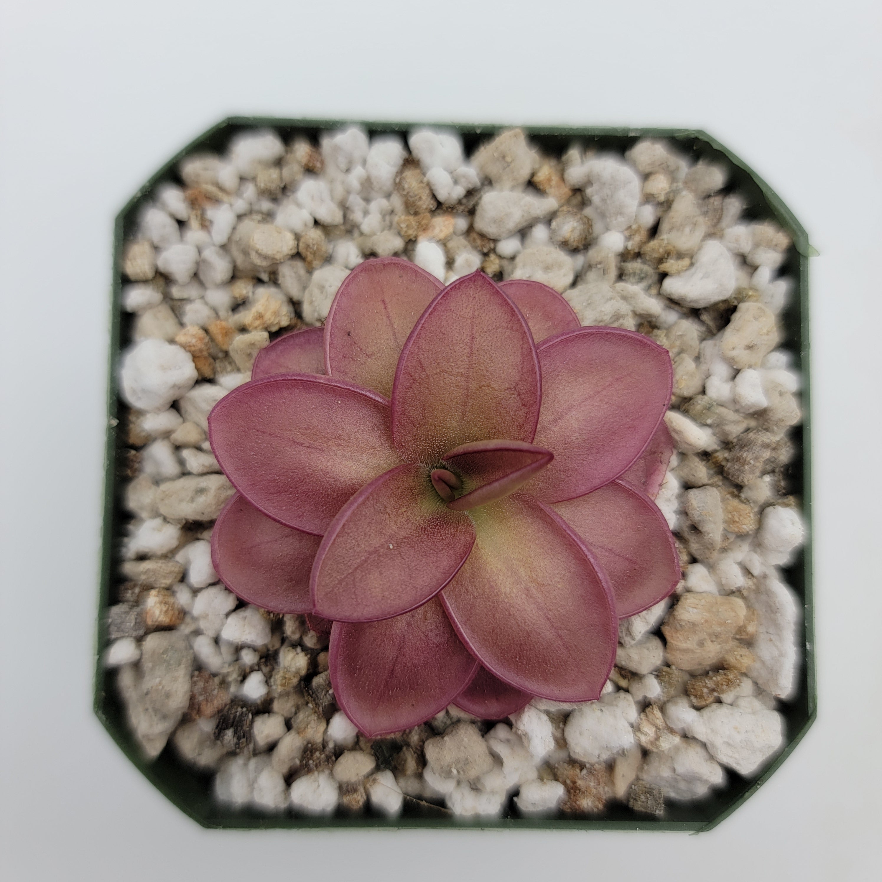 Pinguicula laueana live plant product image 3