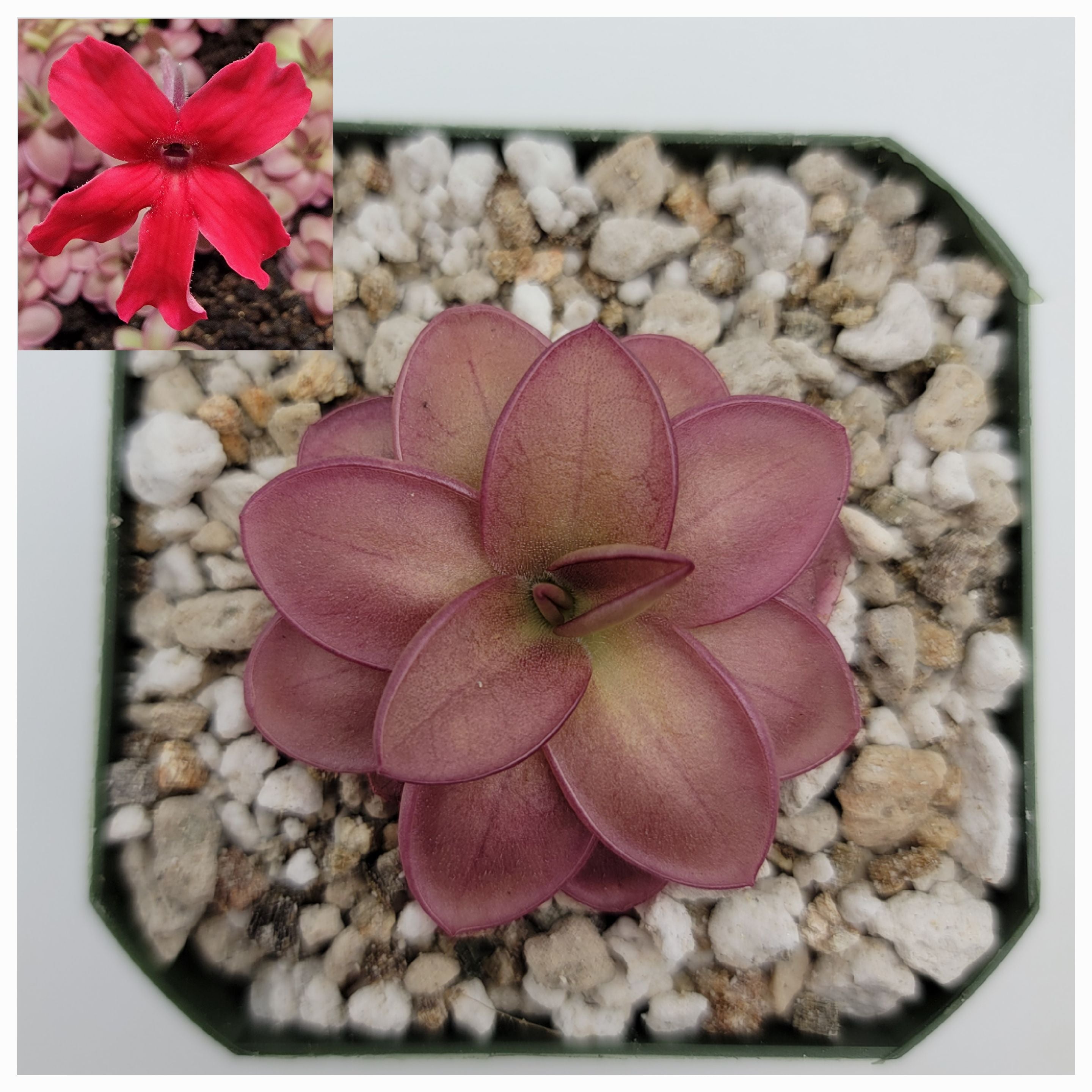 Pinguicula laueana live plant product image 1