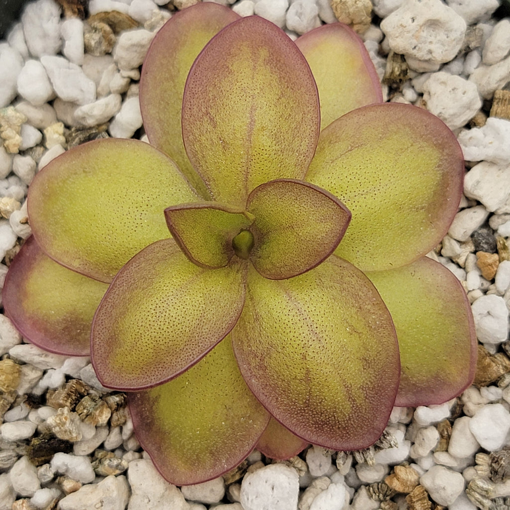 Pinguicula laueana -inchNarrow Flower-inch product image 2