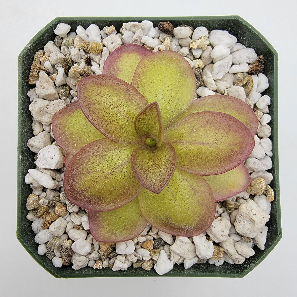 Pinguicula laueana -inchNarrow Flower-inch product image 1