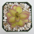 Pinguicula laueana -inchNarrow Flower-inch product image 1