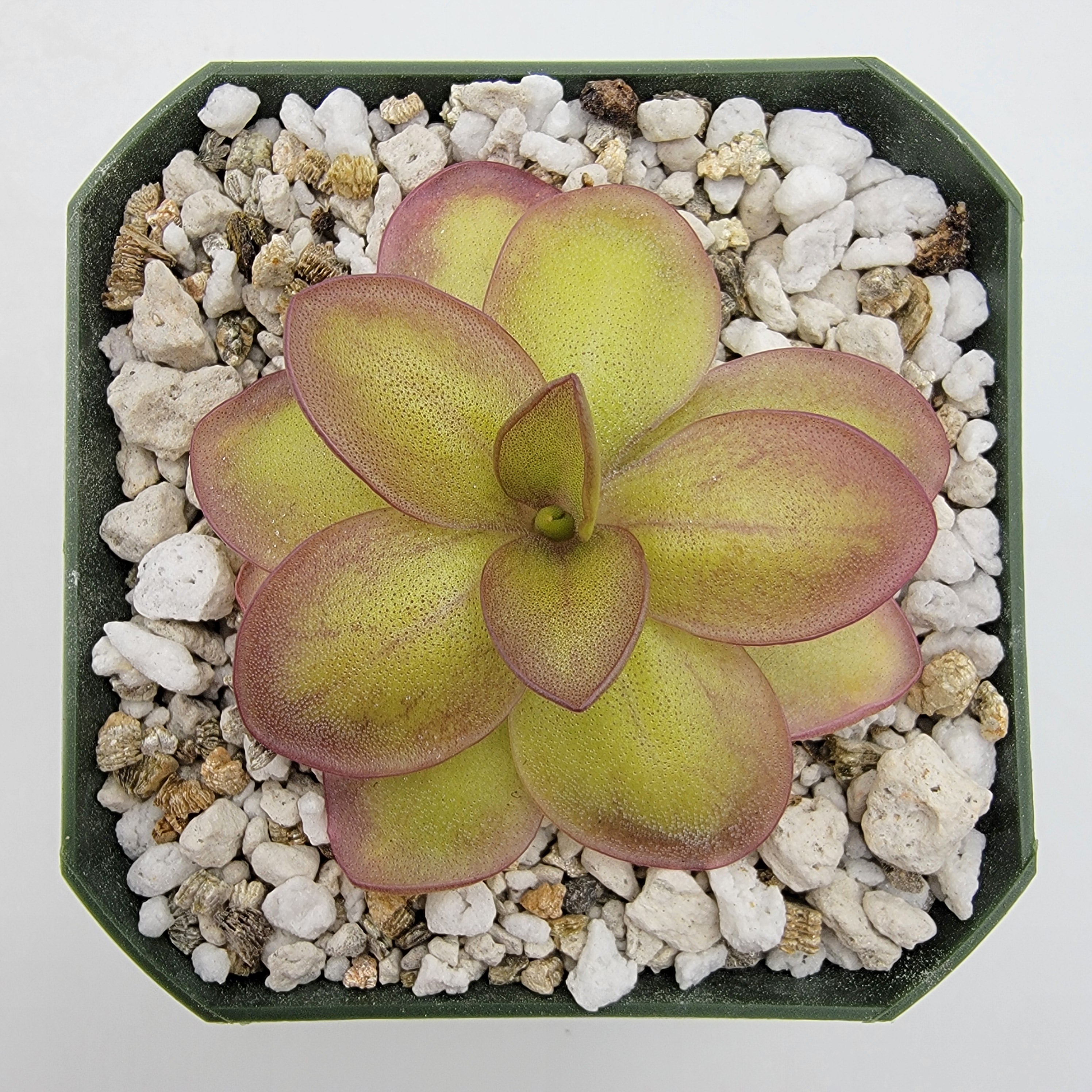 Pinguicula laueana -inchNarrow Flower-inch product image 1