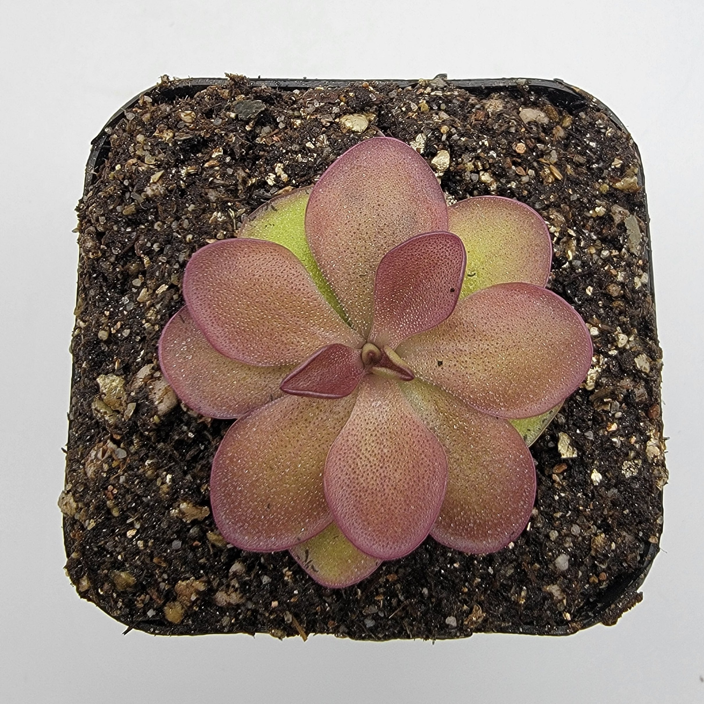 Pinguicula laueana 'Undulate Geranium Flower' live plant product image 2
