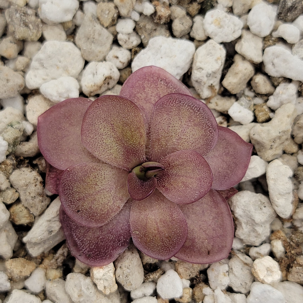 Pinguicula laueana 'Undulate Geranium Flower' live plant product image 3