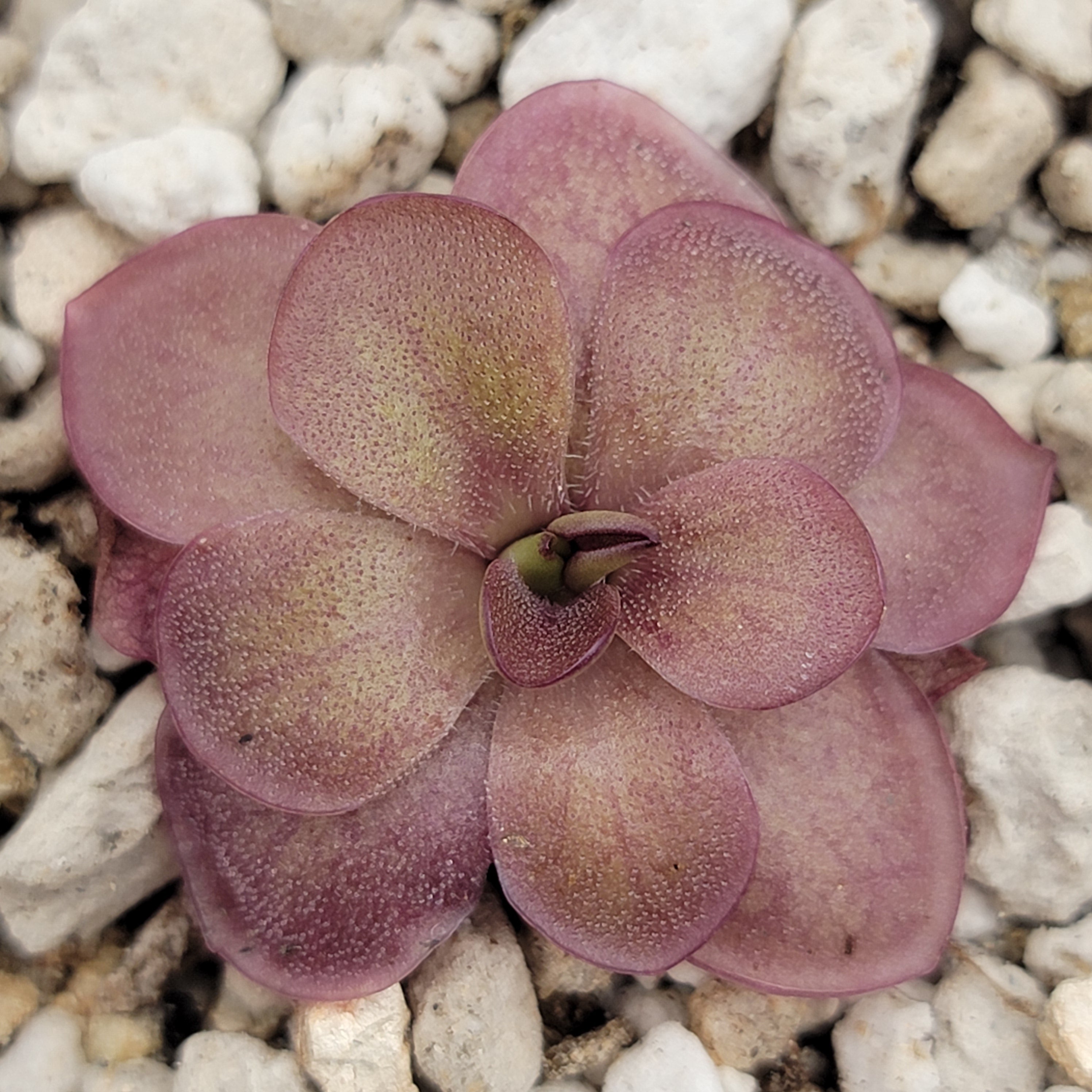 Pinguicula laueana 'Undulate Geranium Flower' live plant product image 1