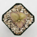 Pinguicula laueana x 'Huahuapan' product image 1