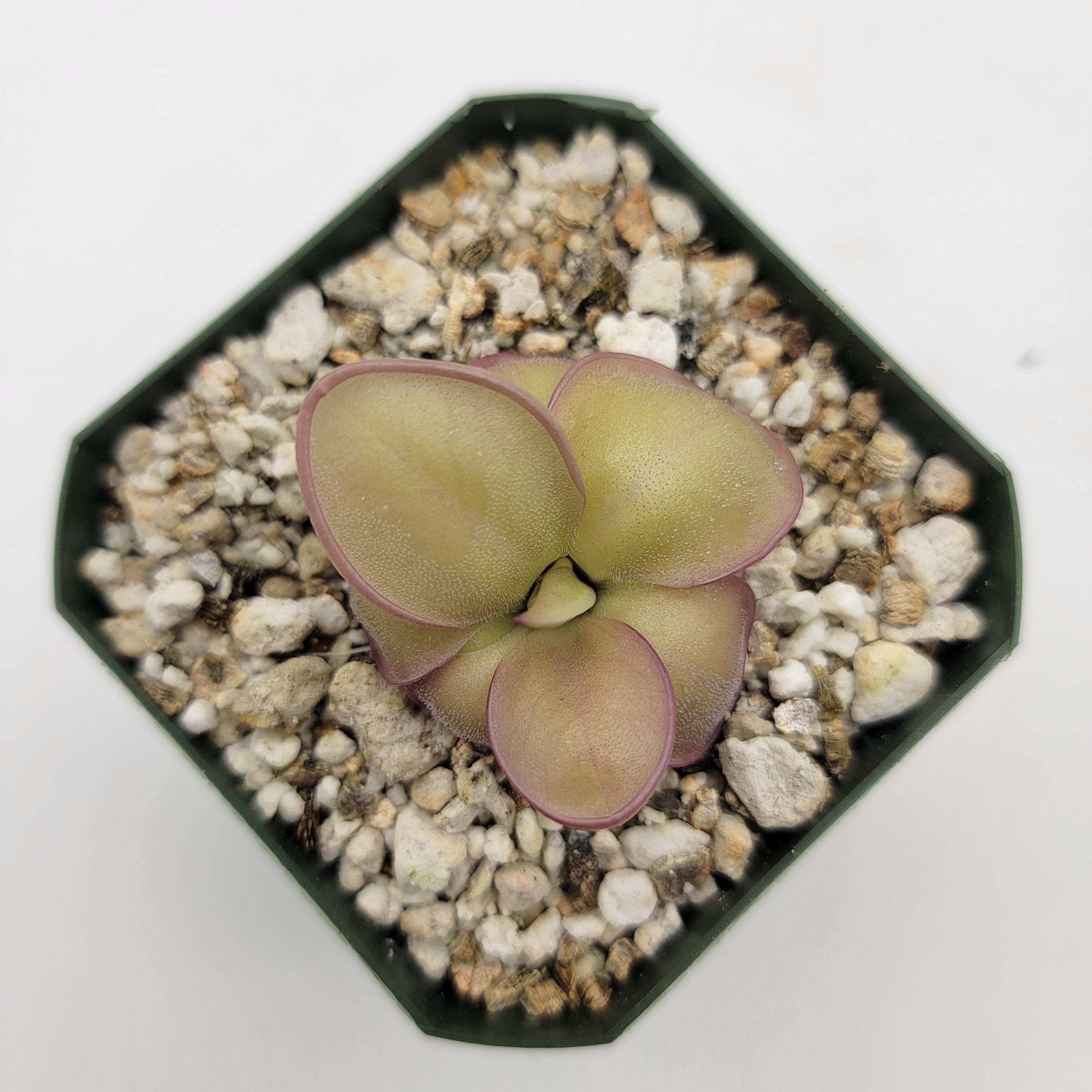 Pinguicula laueana x 'Huahuapan' product image 1