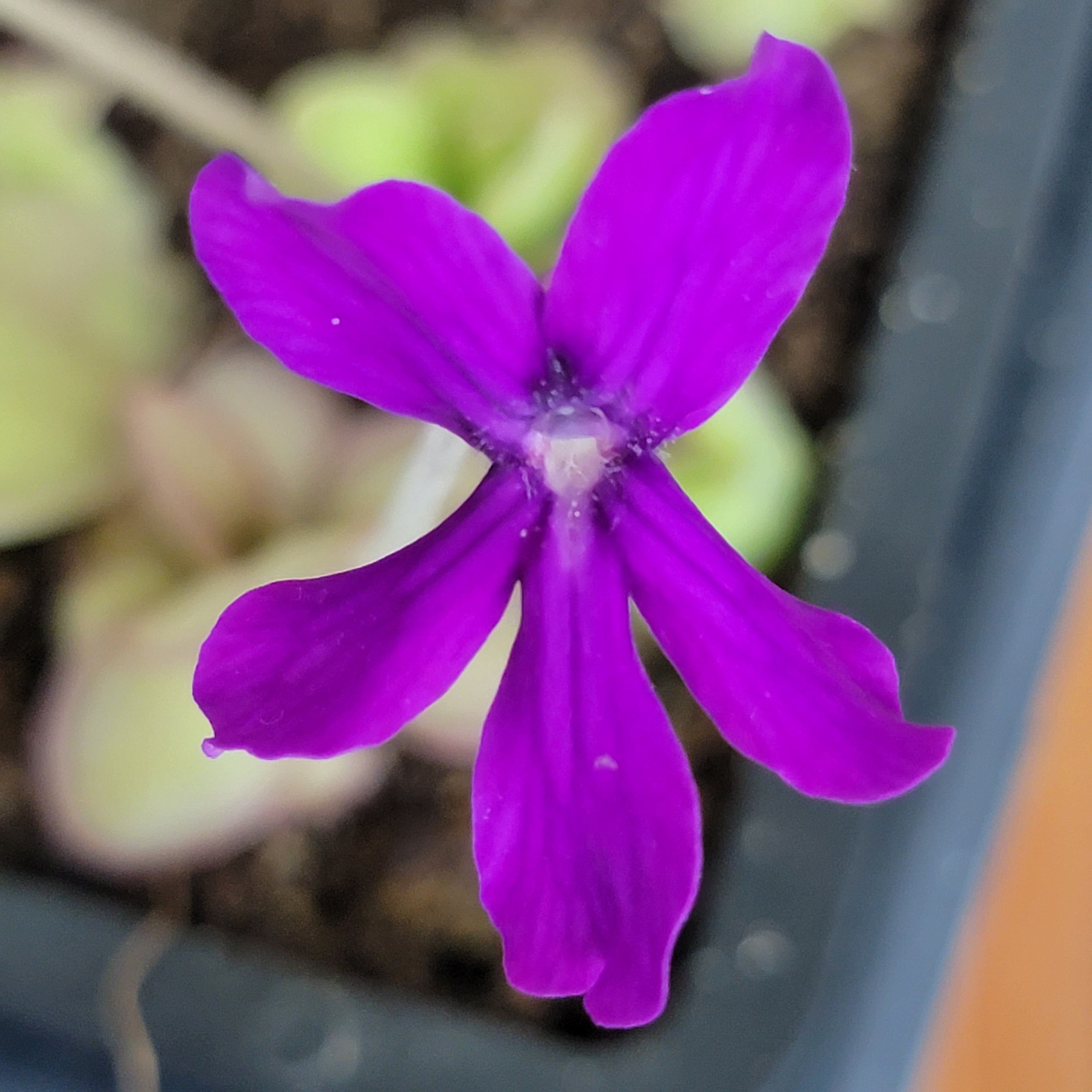 Pinguicula laueana x 'Huahuapan' product image 2