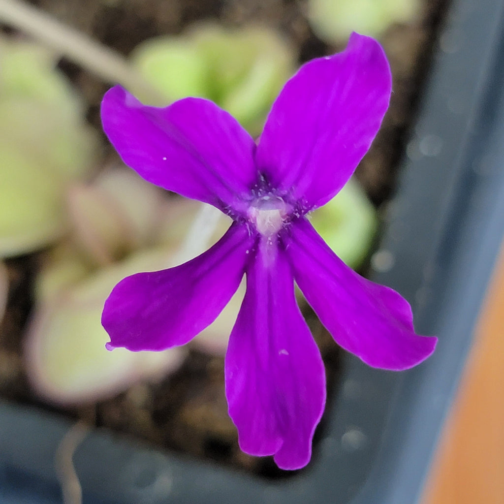 Pinguicula laueana x 'Huahuapan' product image 4