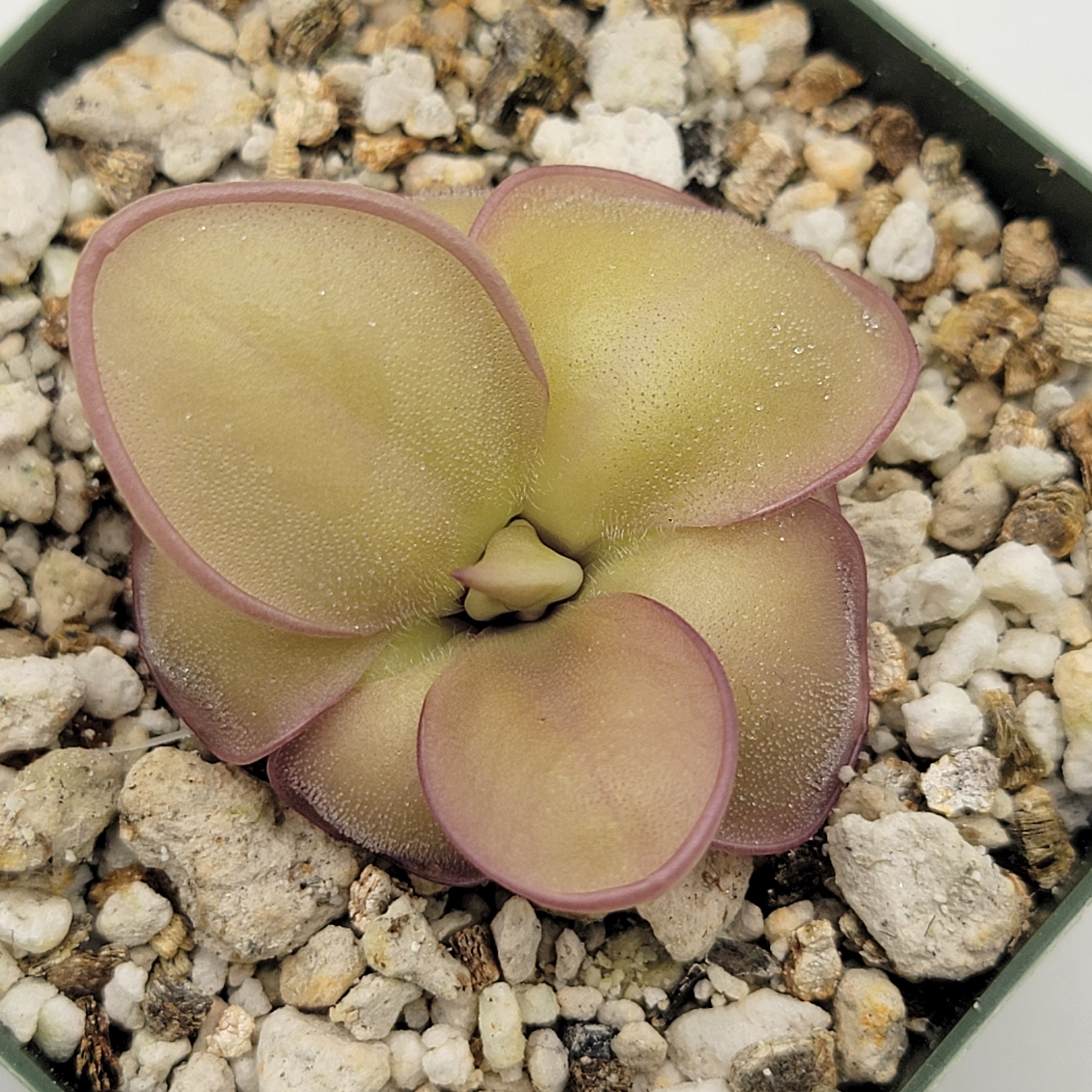 Pinguicula laueana x 'Huahuapan' product image 3