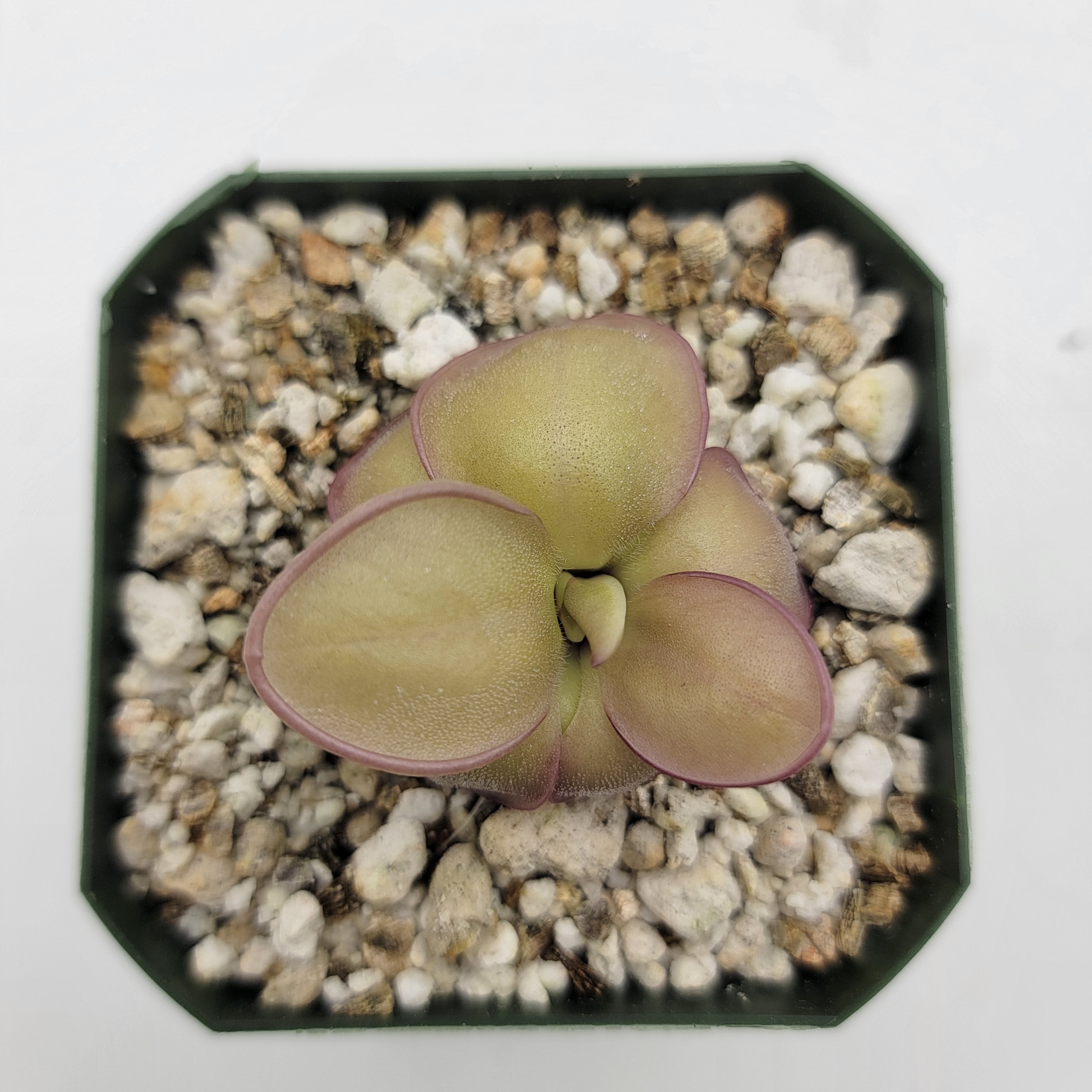 Pinguicula laueana x 'Huahuapan' product image 5