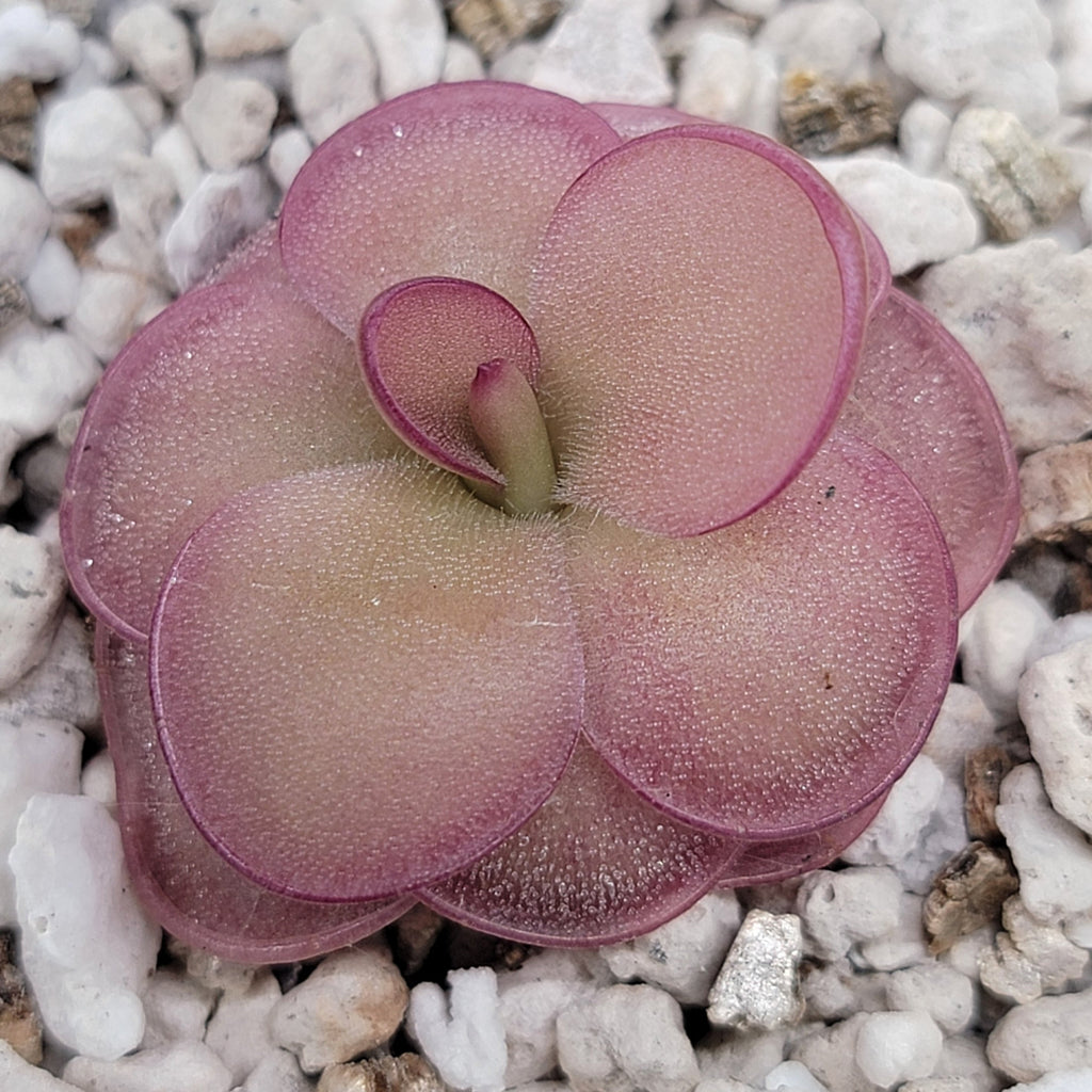 Pinguicula laueana x 'Huahuapan' (Red clone) product image 2