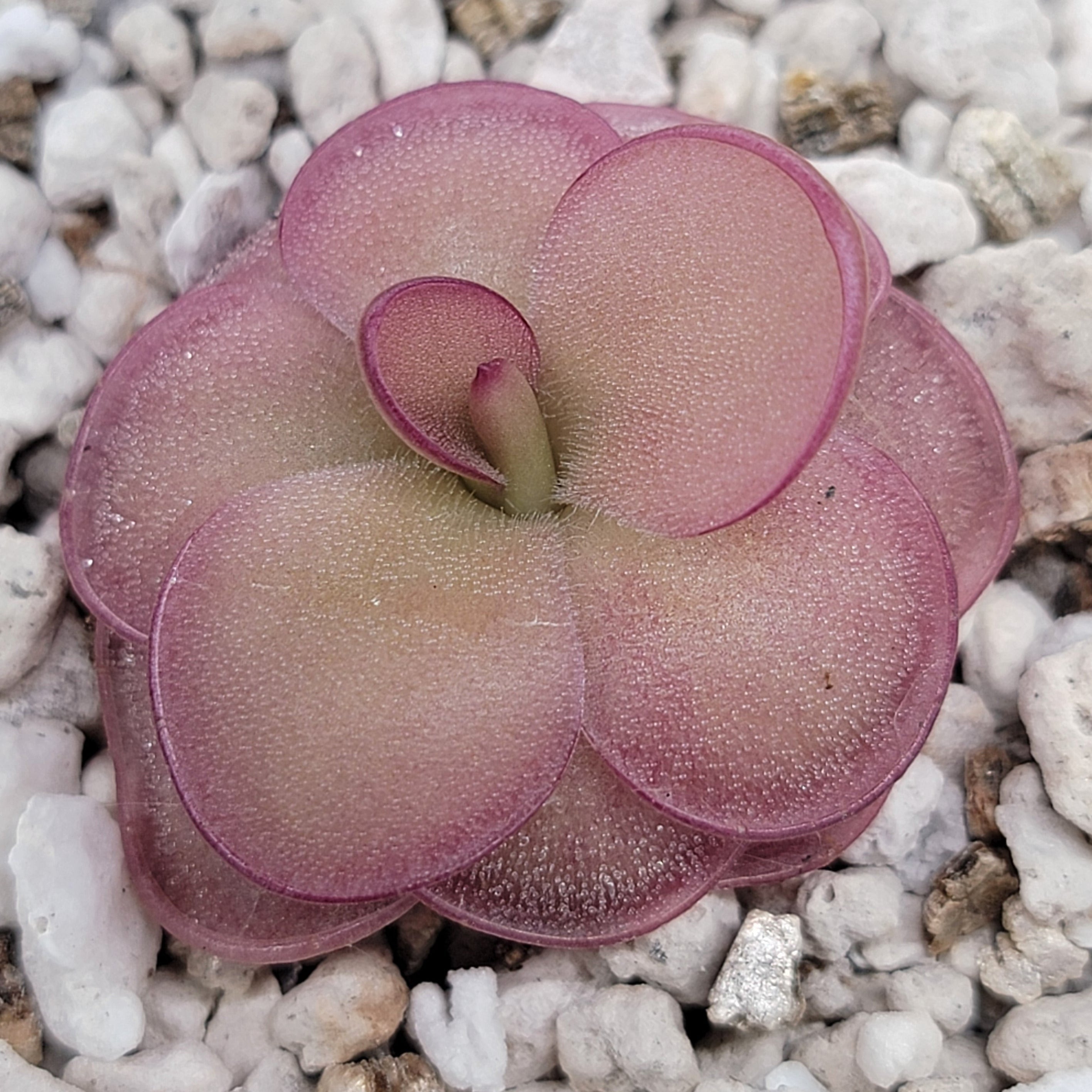 Pinguicula laueana x 'Huahuapan' (Red clone) product image 2
