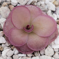 Pinguicula laueana x 'Huahuapan' (Red clone) product image 1